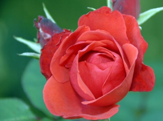 Жыныстық әйел тақырыбына